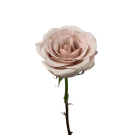 Quicksand Reflexed Roses