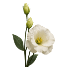 Lisianthus - White