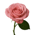 Classic David Austin / Ohara Roses - Pink