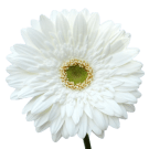 Gerberas - White