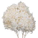Preserved Dried 1/4 Stem Hydrangea - White