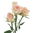 Spray Roses - Pale Pink