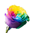 Rainbow Rose