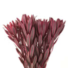 Leucadendron - Red
