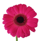 Mini Gerberas - Hot Pink
