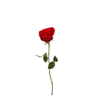 Valentines Red Roses - Red