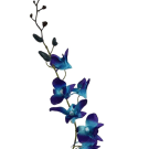 Singapore Orchids - Blue