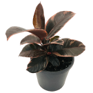 Potted Ficus