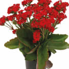 Potted Kalanchoe Plant - Red
