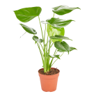 Potted Maggie Plant
