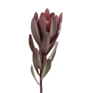 Leucadendron