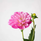 Dahlia - Hot Pink