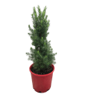 Potted Christmas Tree Plant - Green