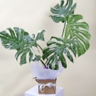 Monstera Variegated 180ml - Green