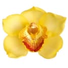 Cymbidium Flower - Yellow