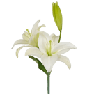 La Lilies - White