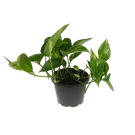 Potted Satin Devils Ivy Plant