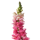 Snapdragons - Pale Pink