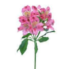 Alstroemeria - Pink