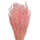 Preserved Dried Sea Lavender Or Misty - Pink