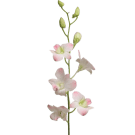 Singapore Orchids - Pale Pink