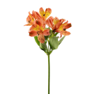 Alstroemeria - Orange