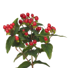 Hypericum - Red