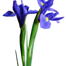 Iris - Purple