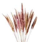 Mini Pampas Grass - Natural