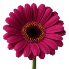 Mini Gerberas - Magenta