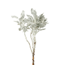 Silver Suede/Dusty Miller