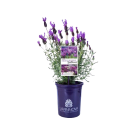 Potted Lavender Plant