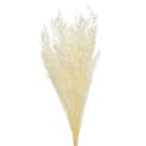 Preserved Dried 1/2 Stem Sea Lavender - White