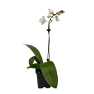 Potted Small Phalaenopsis Orchid Plant - White