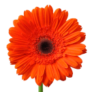 Mini Gerberas - Orange