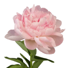 Peony - Pink