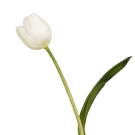Tulips - White