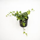 Potted Hedera Cascade White Ivy