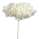 Preserved Dried Hydrangea - White