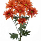 Chrysanthemums - Orange