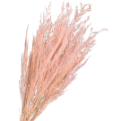 Preserved Dried 1/2 Stem Sea Lavender - Pink