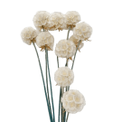 Preserved Dried Scabiosa Pods - White