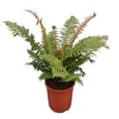 Brechaum Brasil Fern Plant
