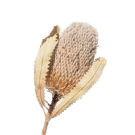 Preserved Dried Banksia - Natural