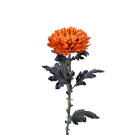 Coloured Disbuds - Orange