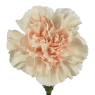 Carnation (Sim) - Peach