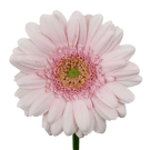 Mini Gerberas - Pale Pink