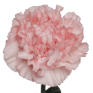 Carnation (Sim) - Pale Pink