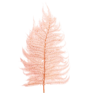 Preserved Leatherfern - Pale Pink