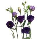 Lisianthus - Purple
